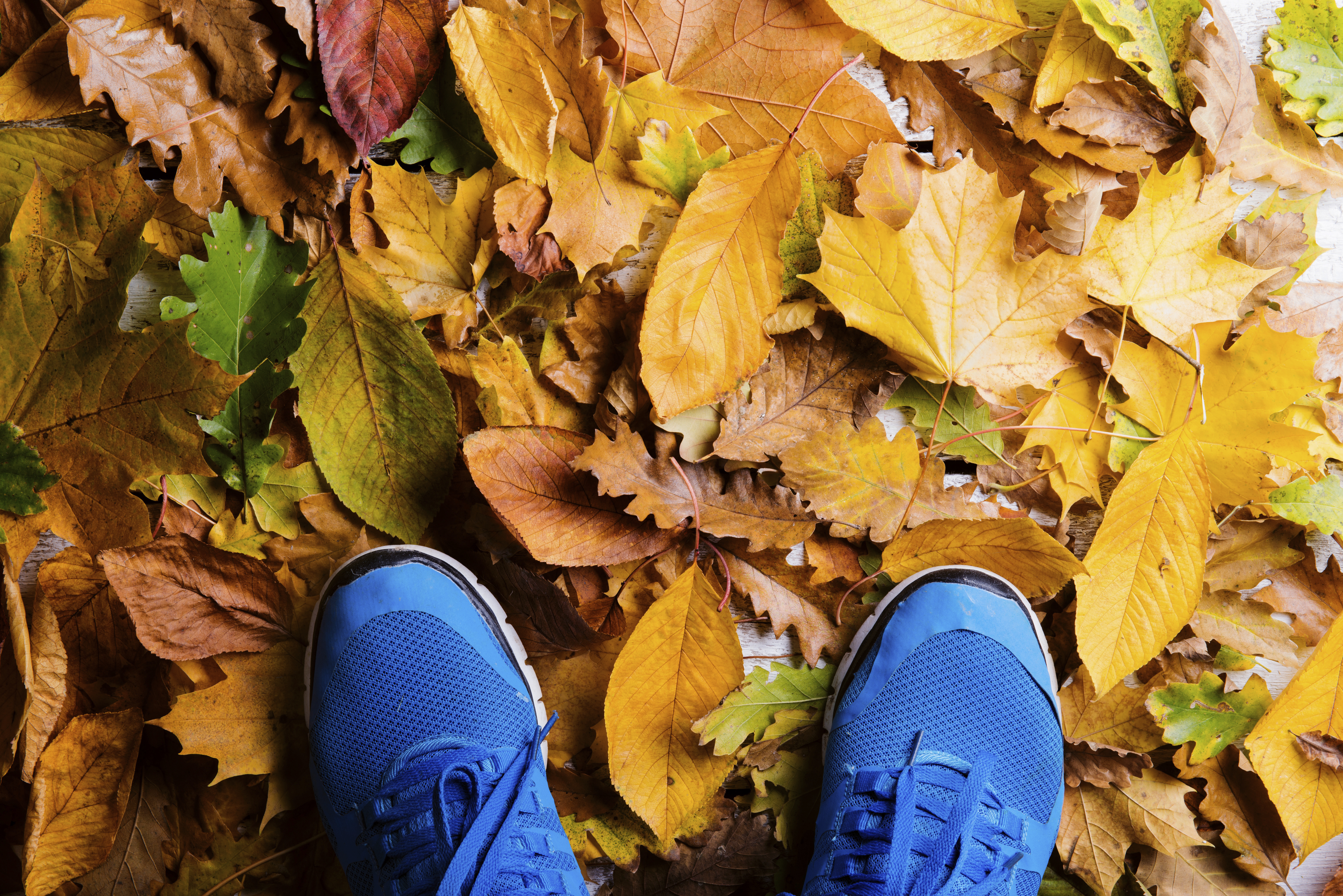 Fall Blue shoes on leaves.jpg Fall Activities in Vermont