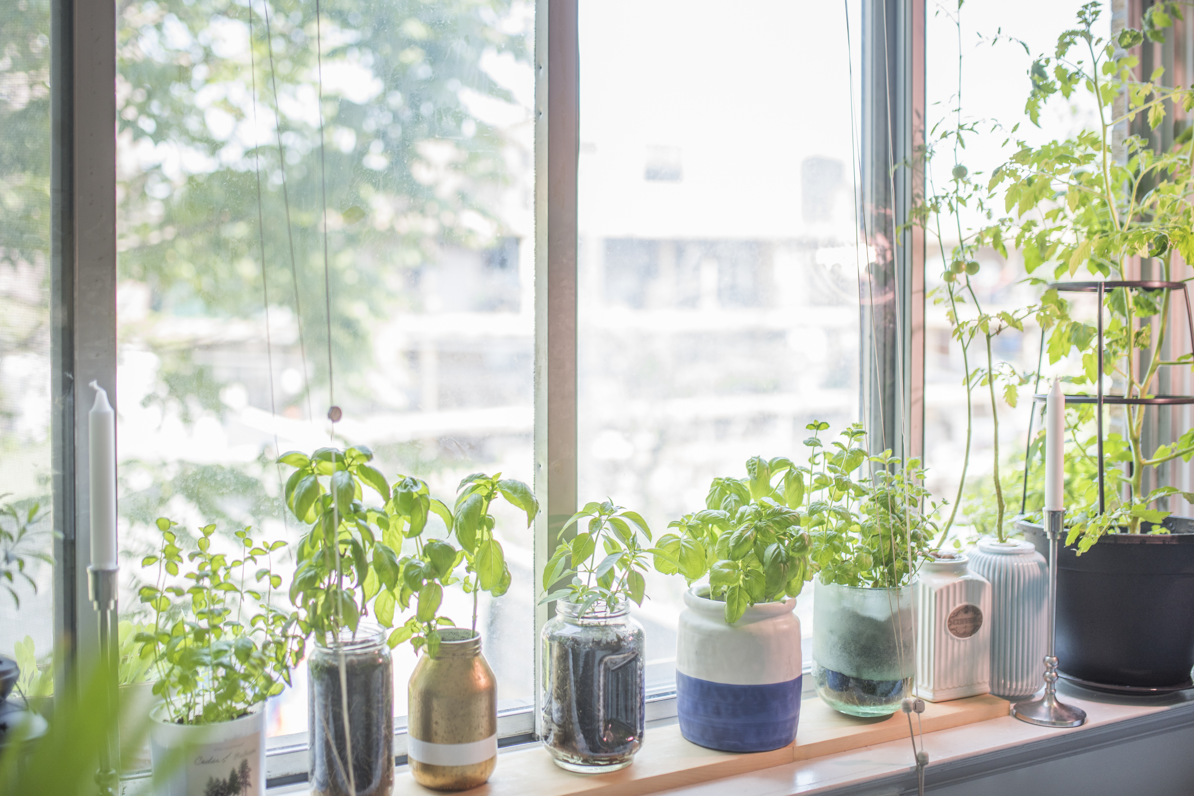 Indoor Herb Plant Garden in Flower Pots
