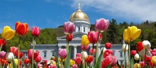Tulips growing in front of the State House in Montpelier