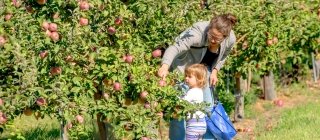 Adult and child picking apples at Blue Cross VT Apple Days Event