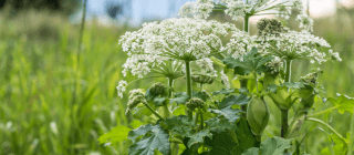 Wild Parsnip in a field