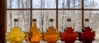 five maple leaf shaped bottles of maple syrup in front of a window