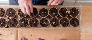 man starting zucchini seeds indoors 