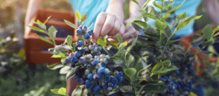 hand picking fresh blueberries