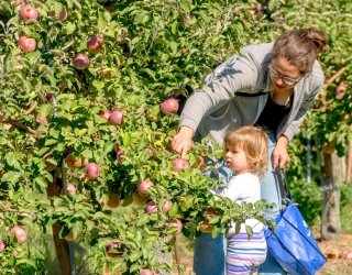 Adult and child picking apples at Blue Cross VT Apple Days Event