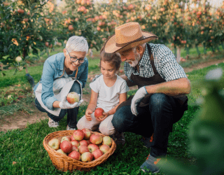 Grandparents and grandchild apple picking