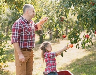 Family picking apples