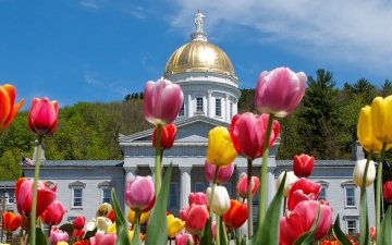 Tulips growing in front of the State House in Montpelier