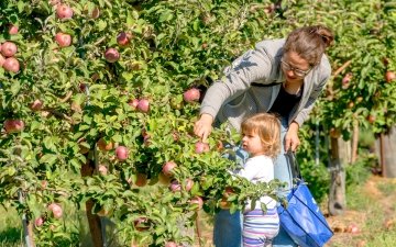 Adult and child picking apples at Blue Cross VT Apple Days Event