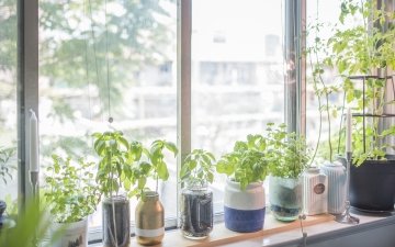 Indoor Herb Plant Garden in Flower Pots