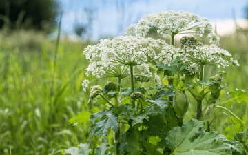 Wild Parsnip in a field