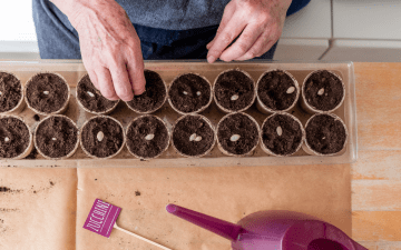 man starting zucchini seeds indoors