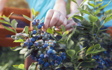 hand picking fresh blueberries