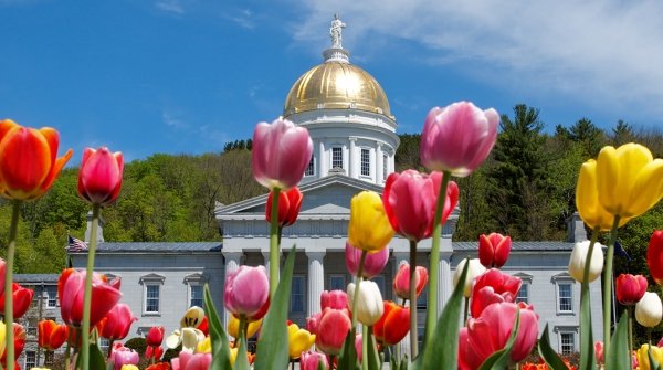 Tulips growing in front of the State House in Montpelier