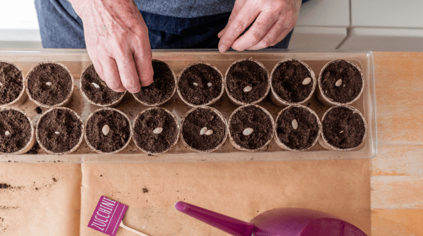 man starting zucchini seeds indoors