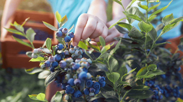 hand picking fresh blueberries