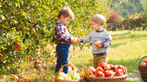 Two children in an apple orchard