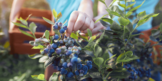 hand picking fresh blueberries
