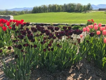 Lyn's tulips in her flower garden 