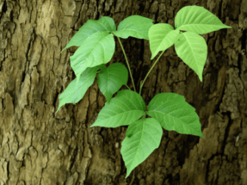 poison ivy