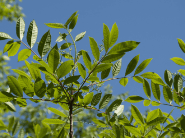 poison sumac